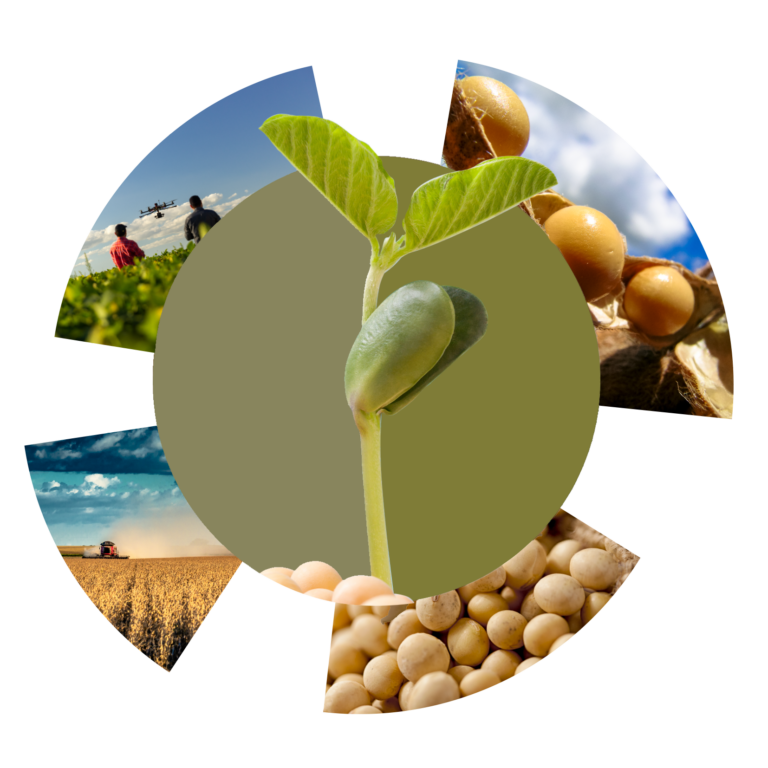 Arte circular do Portfólio da Soja